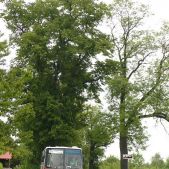 Ikarus 280.26 #DK260