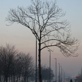 Drzewo i księżyc