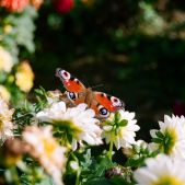 Motyl