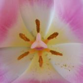 Tulipan