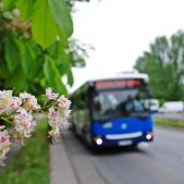 Kwiat Kasztanowca