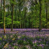 Bluebells