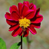 Dalia