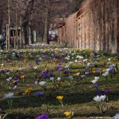 Wiosna na Plantach