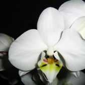 Orchidea