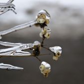 Śnieguliczki