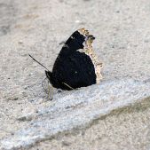 Czarny motyl