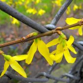 Forsycja