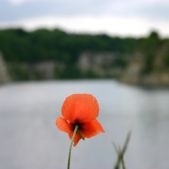 Okiem kwiatka