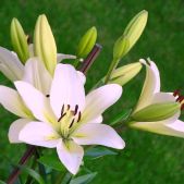 Lilium hybridum
