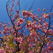 Magnolia