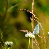 Motyl...