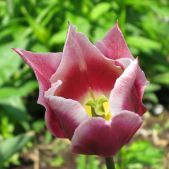 Tulipan