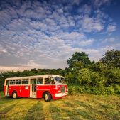 Ikarus 620.54 #118