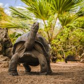 Aldabrachelys gigantea