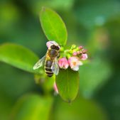 Apis mellifera