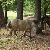 Konik polski
