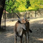 Antylopa eland