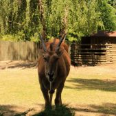 Antylopa eland