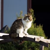 Kotek