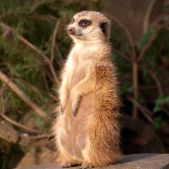 Suricata suricatta...
