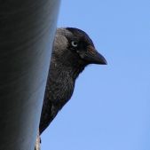 Kawka