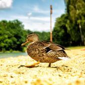 The Duck Dance