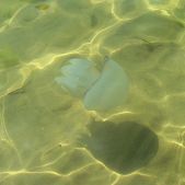 Meduza