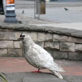 Gołąbek
