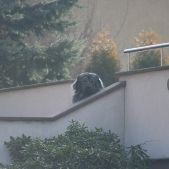 Prawie jak Yeti