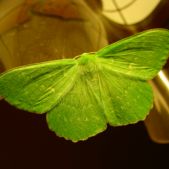 Motyl