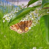 Motyl