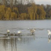 Łabędzie