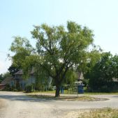 Podwierzbie