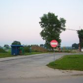 Złocień
