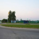 Złocień