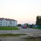Złocień