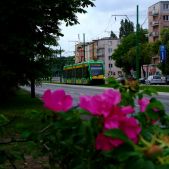 Solaris Tramino S105p #527