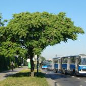 Ikarus 280.26 #BK269