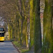 MAN NL223 #16