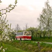 Jelcz M11 #317