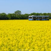 Solaris Urbino 12 #BU822
