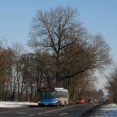 Solaris Urbino 12 #BU813
