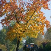 Solaris Urbino 12 #PU971