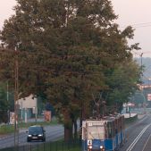 Konstal 105Na #798+817+818