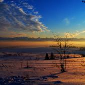 Tatry i krzak
