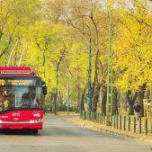 Solaris Trollino 12 #8015