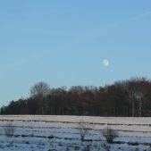 Księżyc nad lasem