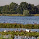 Fen Drayton