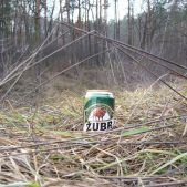 Żubr w trawie puszczy
